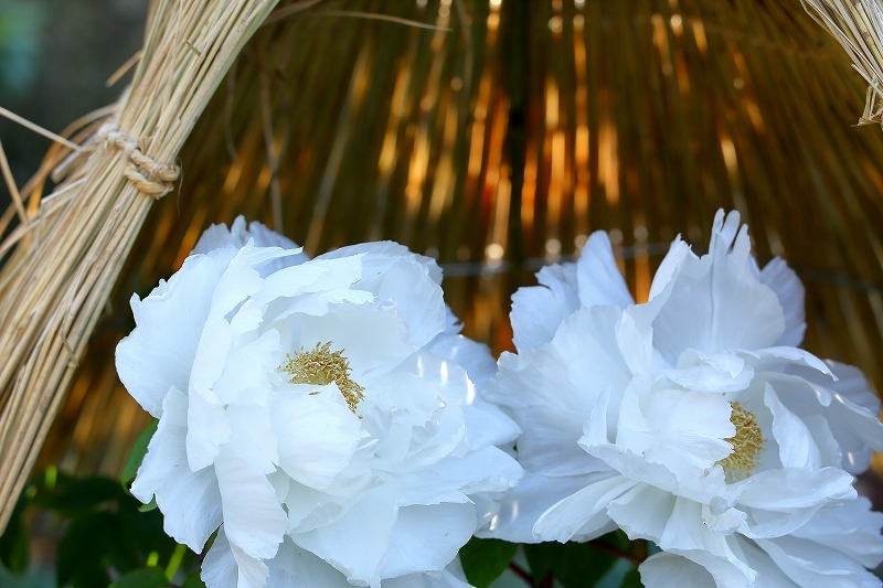 「百花の王」上野東照宮ぼたん苑の冬ぼたん_b0291402_15205994.jpg