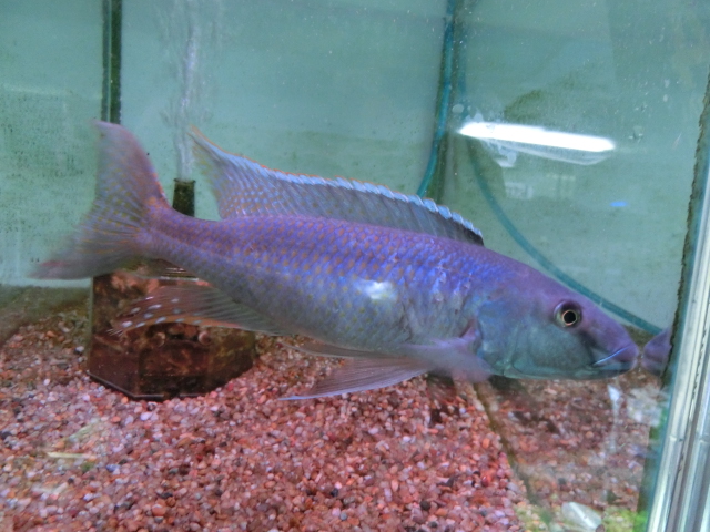 2015年熱帯魚入荷情報!Vol.01 (1/1~1/12) _b0141806_2071763.jpg