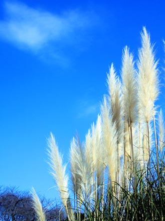 神代植物公園の仲間たち　（１月４日撮影）_a0023315_11555730.jpg