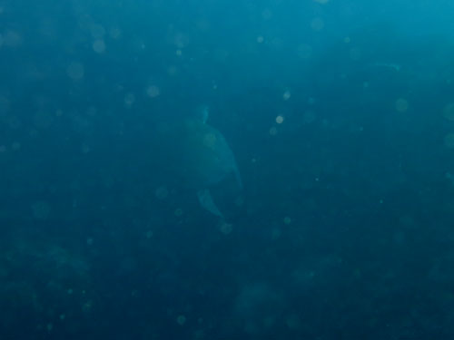 2015年1月11日(日・晴れ)甲浦_d0164831_1536545.jpg