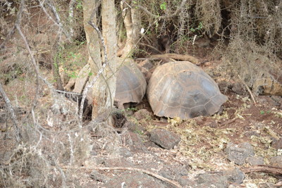 絶滅したガラパゴスゾウガメは二度と見ることはできない（世界遺産）_a0124132_8222810.jpg