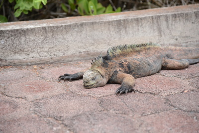 絶滅したガラパゴスゾウガメは二度と見ることはできない（世界遺産）_a0124132_884010.jpg