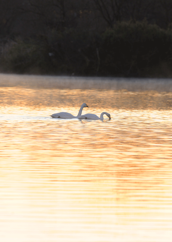 d0290240_16264770.gif