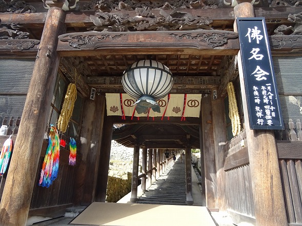 長谷寺の冬ぼたん_b0299042_10395427.jpg