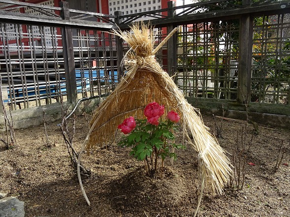 長谷寺の冬ぼたん_b0299042_10401134.jpg