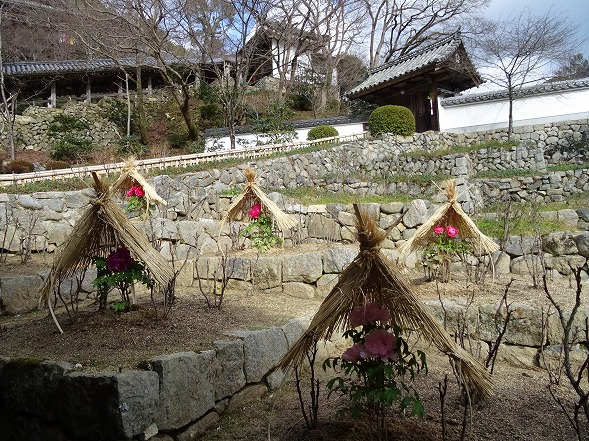 長谷寺の冬ぼたん_b0299042_10403238.jpg