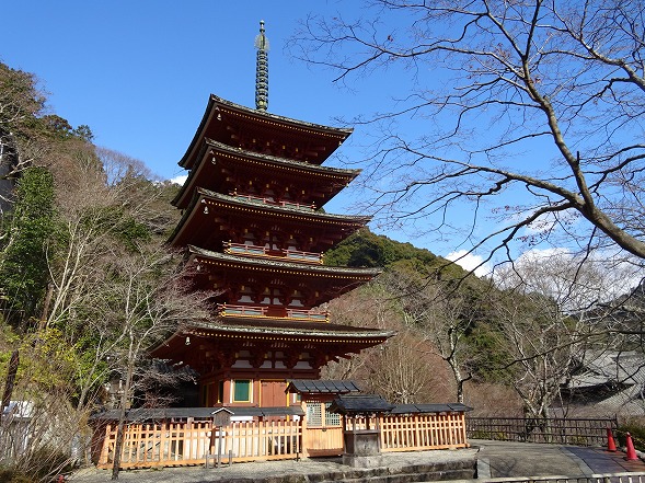 長谷寺の冬ぼたん_b0299042_10412738.jpg