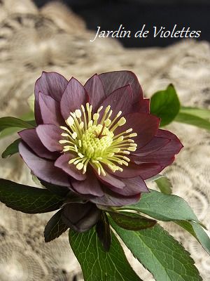 クリスマスローズ ウィンターシンフォニー 15 Petit Jardin クリスマスローズ ウィンターシンフォニー 15 Petit Jardin