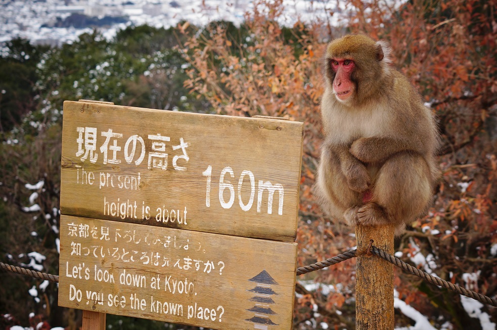 雪の嵐山・嵯峨野(11)嵐山モンキーパークいわたやまのスノーモンキー_b0063958_6164298.jpg