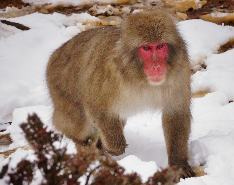 雪の嵐山・嵯峨野(11)嵐山モンキーパークいわたやまのスノーモンキー_b0063958_6181312.jpg