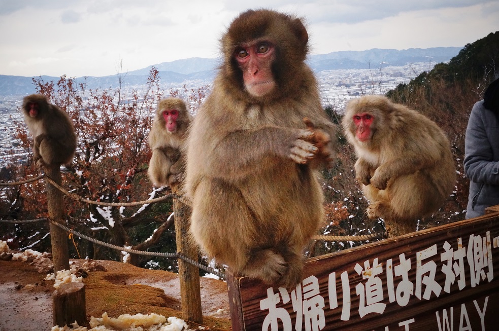 雪の嵐山・嵯峨野(11)嵐山モンキーパークいわたやまのスノーモンキー_b0063958_6215624.jpg
