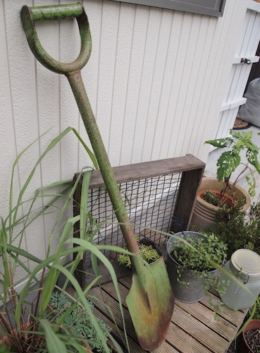 堆肥混ぜ & 蚤の市へ_a0335560_02552549.jpg