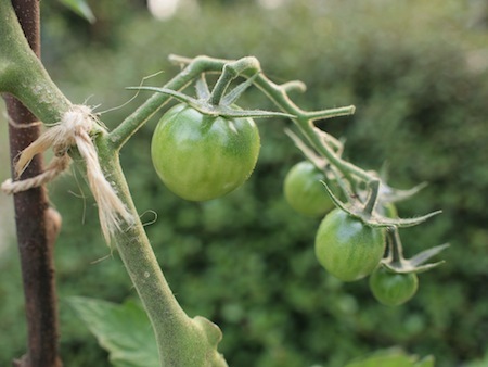 野菜は美しい!_a0335560_02564748.jpg