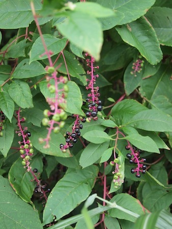 嗜好は変わる?_a0335560_02570832.jpg