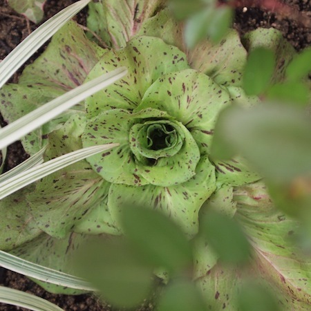 じゃがいもの植え付け_a0335560_02574011.jpg