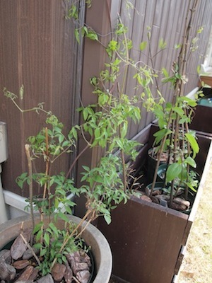 クレマチス 雨樋への誘引方法_a0335560_02580325.jpg