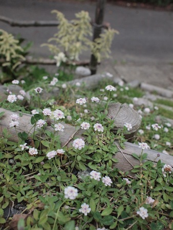 ヒメイワダレソウの花_a0335560_02583603.jpg