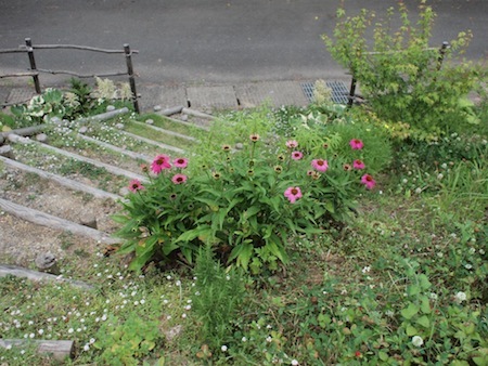 ヒメイワダレソウの花_a0335560_02583767.jpg
