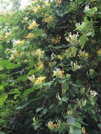 ヒメイワダレソウの花_a0335560_02583791.jpg