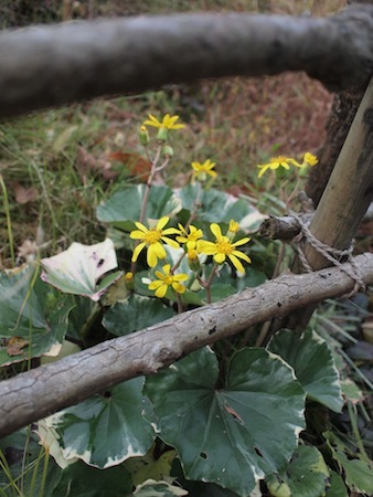 ヘビイチゴの紅葉_a0335560_02590415.jpg