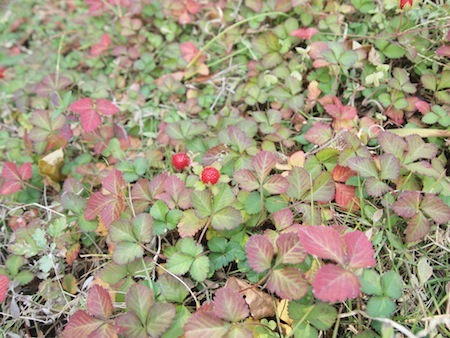 ヘビイチゴの紅葉_a0335560_02590431.jpg