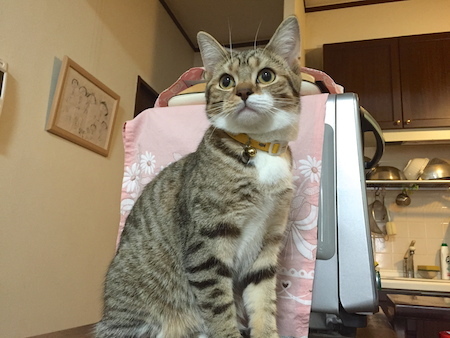 新たな家族!_a0335560_03021626.jpg
