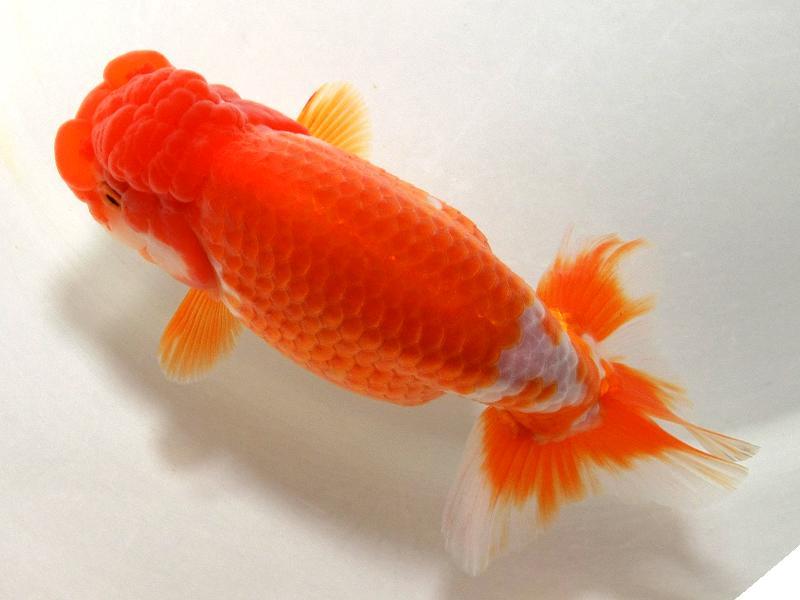 キアリ⭐︎No.1127、1126スイカ1110くらげ1112海1124金魚 鶴岡市立加茂水族館 » 2012 » 11月