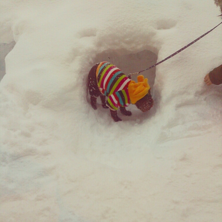 c0311170_16585882.jpg