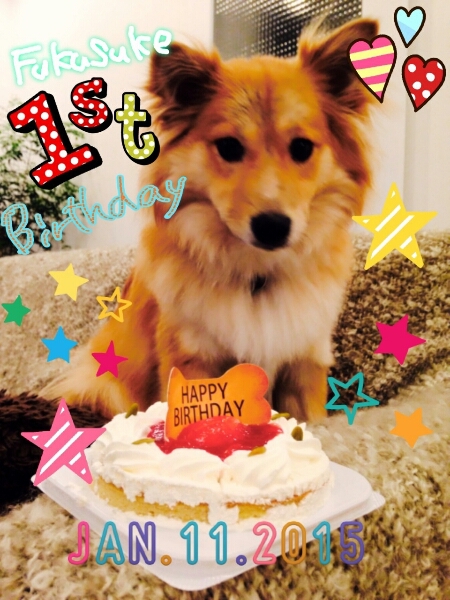 福ちゃん ロビンくん 1歳のお誕生日おめでとう 君のためにできること 福ちゃん ロビンくん 1歳のお誕生日おめでとう 君のためにできること
