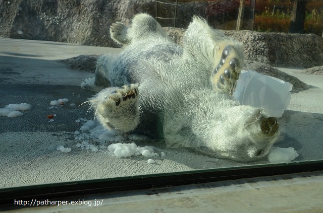 ２０１４年１２月　ほぼ毎月とくしま動物園　その３ ポロロにクリスマスイベント_a0052986_033925.jpg