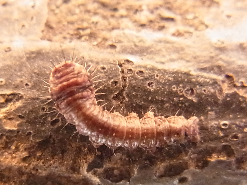 写ればおっけー コンデジで虫写真 写ればおっけー コンデジで虫写真