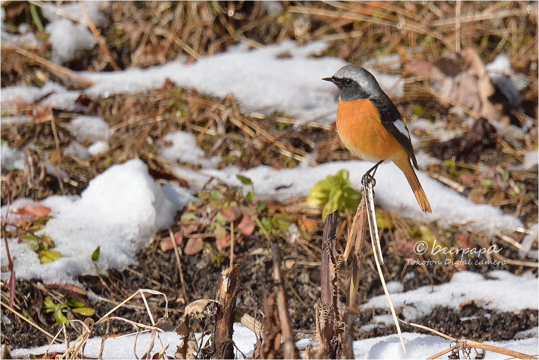 正月 雪 野鳥たち ＠東広島市 : とことんデジカメ