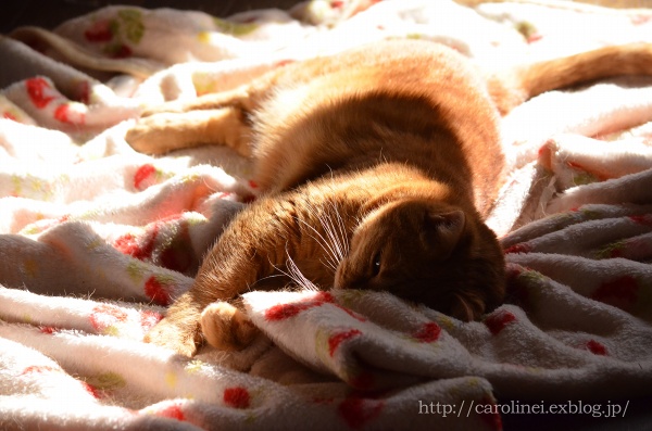 ぽかぽかとろん、冬のひだまり　My Sweetie-Melting in a Sunny Spot_d0025294_18112086.jpg