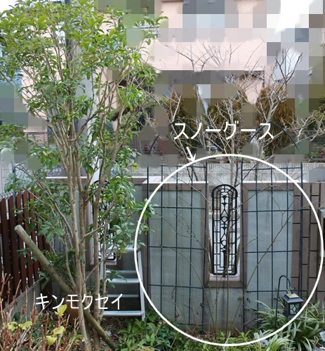 北側のスノーグースの剪定 誘因 可愛い小鳥 Miyorinの秘密のお庭 北側のスノーグースの剪定 誘因 可愛い小鳥 Miyorinの秘密のお庭