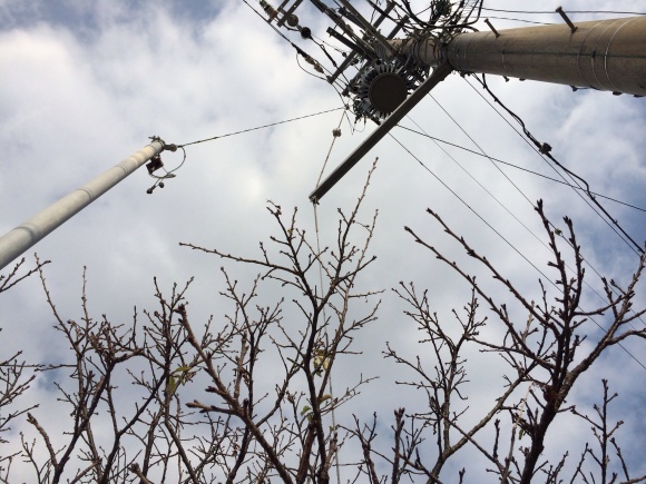 登園道の寒緋桜 ＊ 2015年1月10日_d0136804_21075337.jpg