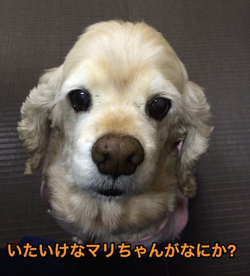 犬の倍返し_b0067012_2214021.jpg