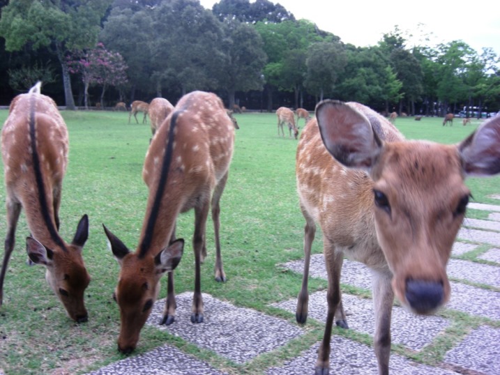 ウメダカレーコレクションの遺産～その２：大馬鹿野郎カレー～_b0081121_8374346.jpg