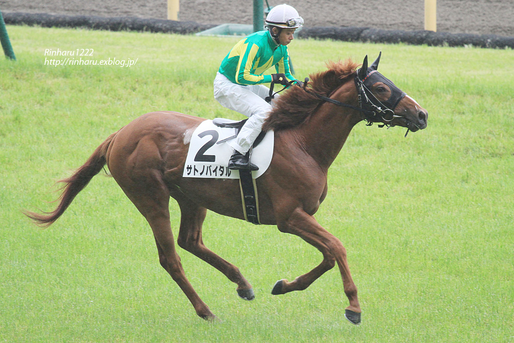 2014.6.8 東京競馬場☆サトノバイタル【Thoroughbred】_f0250322_19112465.jpg