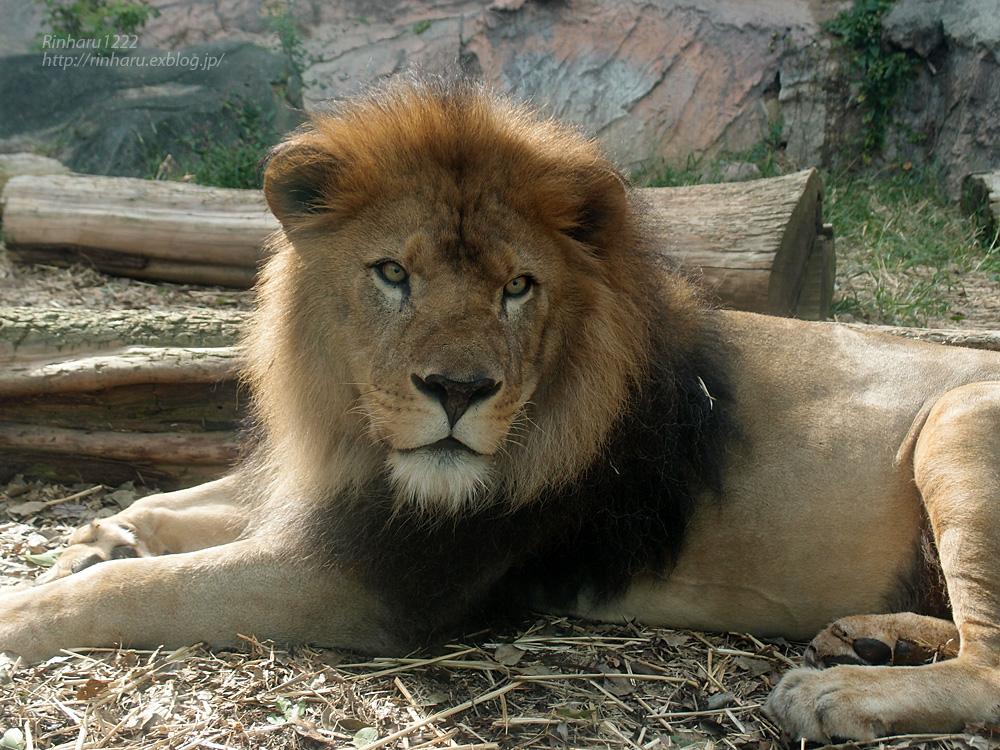 14 10 10 東山動植物園 ライオンのサン Lion 青空に浮かぶ月を眺めながら