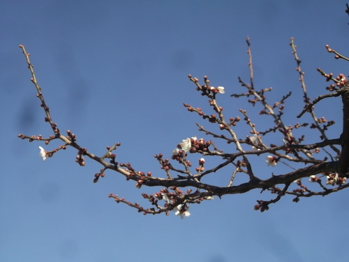 梅は咲いたか～桜はまだかいな～_b0137932_21290765.jpg