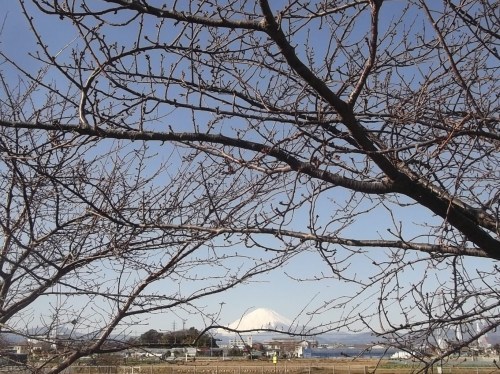 梅は咲いたか～桜はまだかいな～_b0137932_21584144.jpg