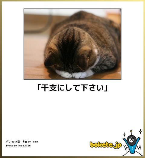 ボケて Bokete 猫 まとめ 最新