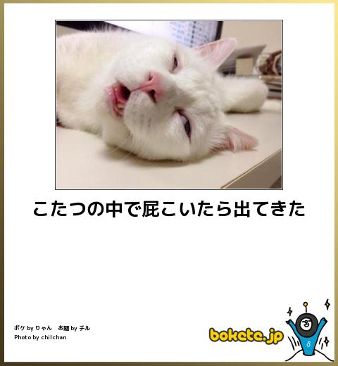ボケて Bokete 猫 まとめ 最新 ボケて Bokete 猫 まとめ 最新
