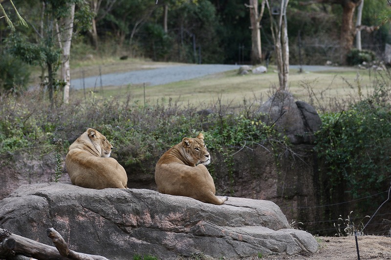 動物園でも行ってみよう　２_d0313140_12553443.jpg