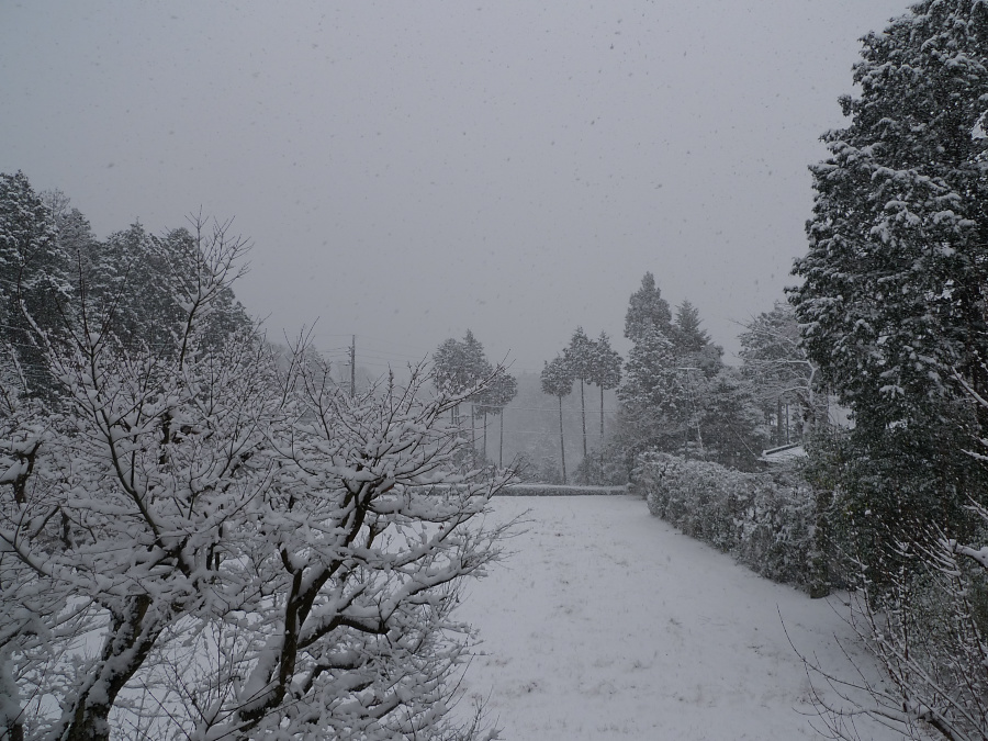 新春初雪…_b0109942_2362116.jpg