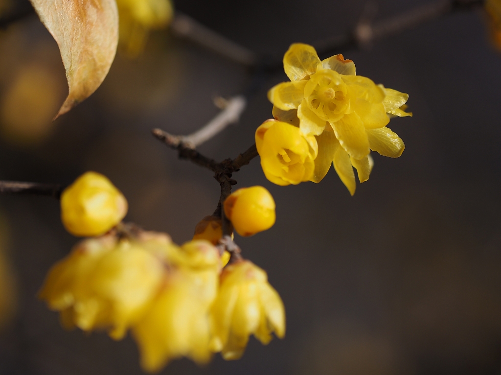 早春の花　その１　☆_d0146247_1772247.jpg