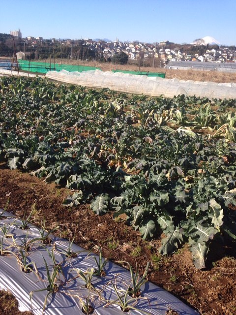 今朝は 飯田&田中 2名作業です・。 フェンネルの古い枝の剪定&カリフラワーの畝の整頓_c0222448_18091165.jpg