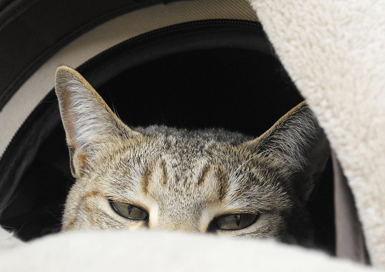 a0001354_22374372.gif