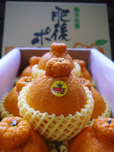 デコポン(肥後ポン) 熊本限定栽培!!樹上完熟デコポン「ひのゆたか」収穫&初出荷(前編:美しさの秘密)_a0254656_1948227.jpg