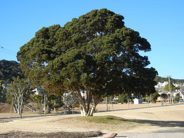 ’15,1,12(月)朝一の散歩とソーキそば!_f0060461_12585340.jpg